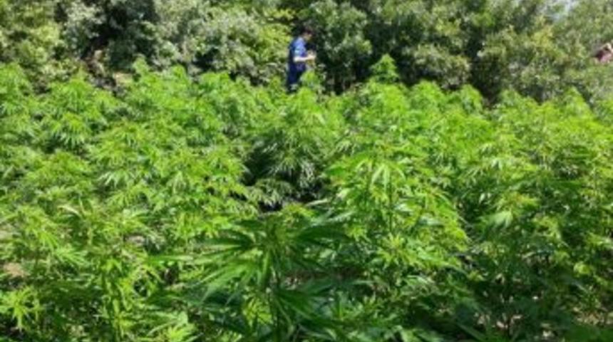 Kırkağa&ccedil;&rsquo;ta Kenevir Operasyonu: 3 Tutuklama