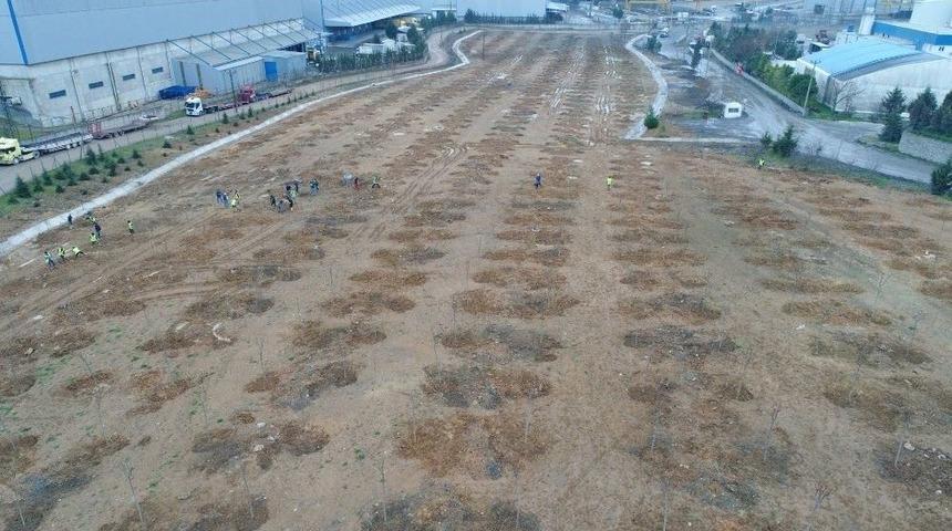 Tavşanlı Dolgu Alanına 6 Bin 150 Fidan Dikiliyor