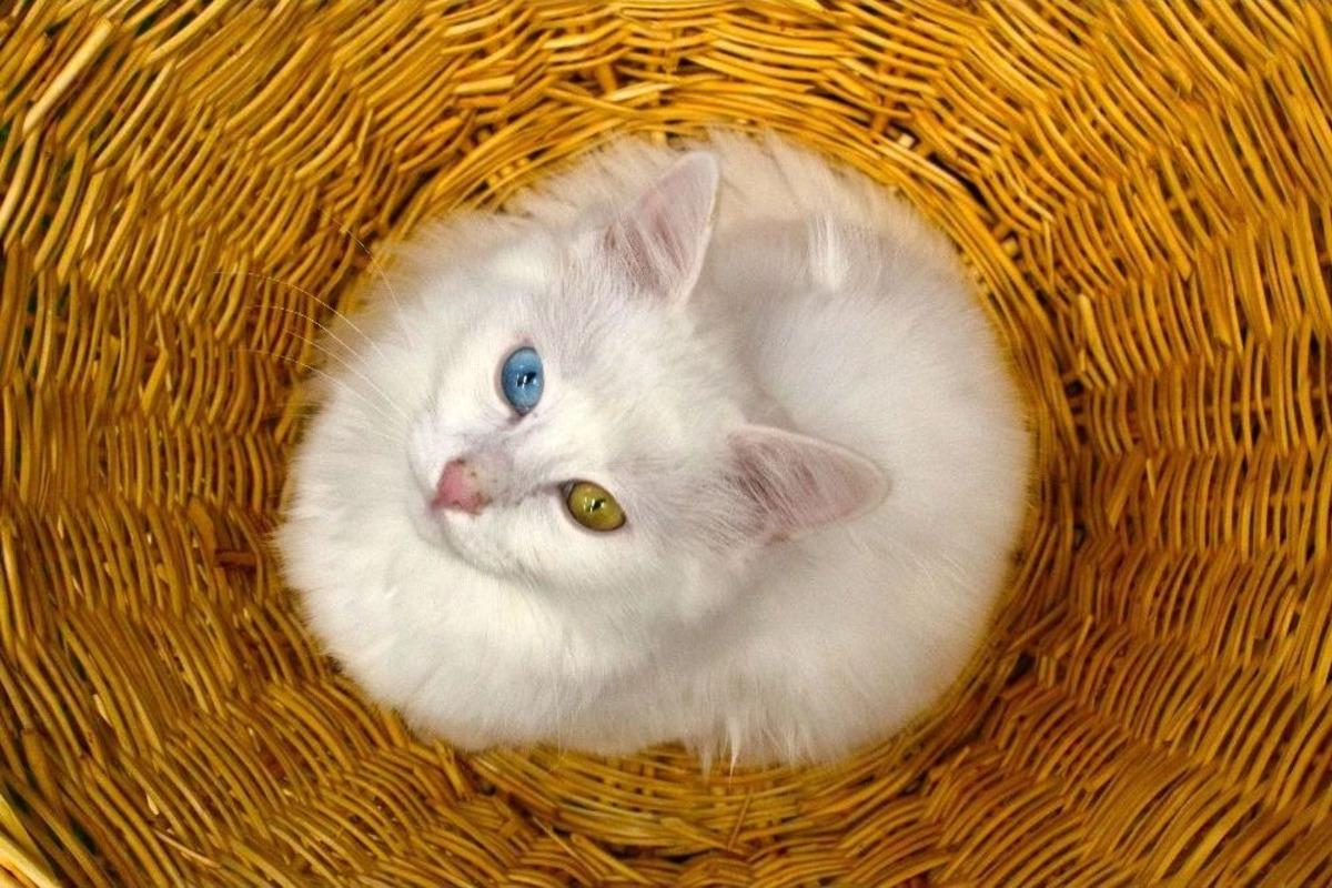 Van Kedileri Yılda İki Kez Yavrulayabiliyor