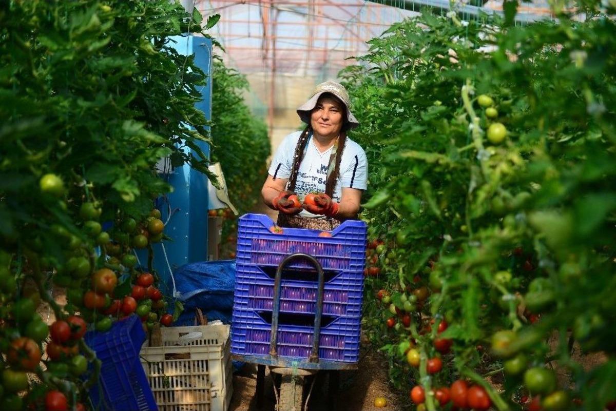 &Uuml;reticilerden Hormon Ve İla&ccedil; Kalıntısı Tepkisi