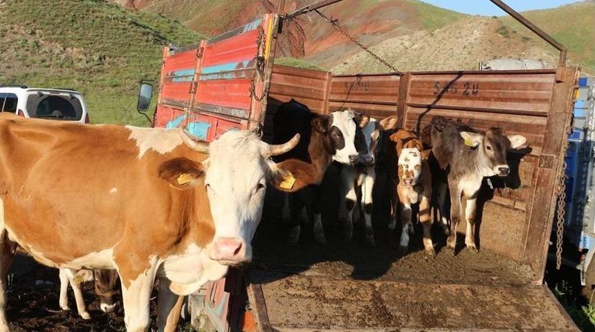 Oltu Hayvan Pazarı Se&ccedil;im &Ouml;ncesinde Durgunluk Yaşanıyor
