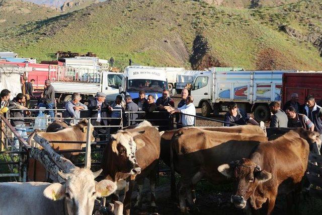 Oltu Hayvan Pazarı Seçim Öncesinde Durgunluk Yaşanıyor