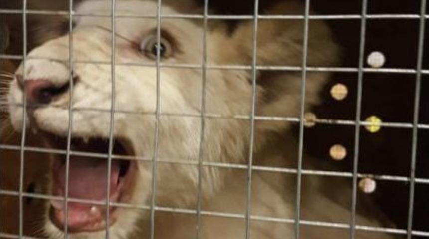 Turkish Cargo, Canlı Hayvanları Bulutların &Uuml;zerinde G&uuml;venle Taşıdı