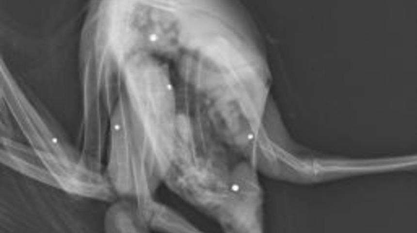 Sa&ccedil;mayla Yaralanan Kızıl Şahin Tedavi Altına Alındı