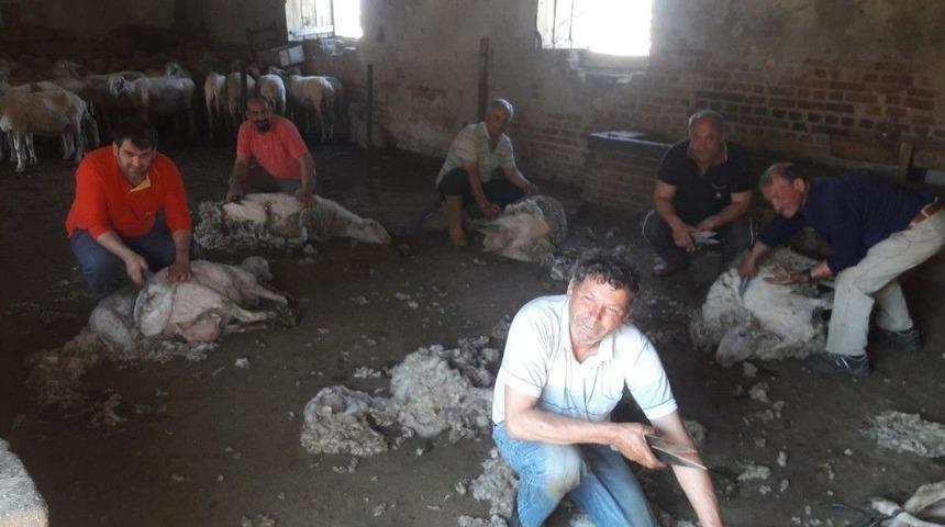 Aydın&rsquo;da Sıcaklar Erken Bastırınca Koyun Kırkım Sezonu Da Erken Başladı