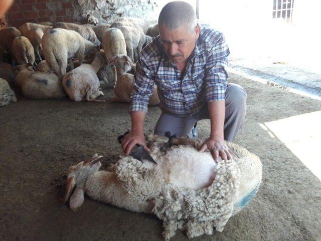 Aydın’da Sıcaklar Erken Bastırınca Koyun Kırkım Sezonu Da Erken Başladı