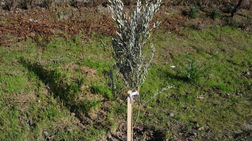 Sinoplu Muhtardan ’zeytin Dalı Harekatı’na Destek