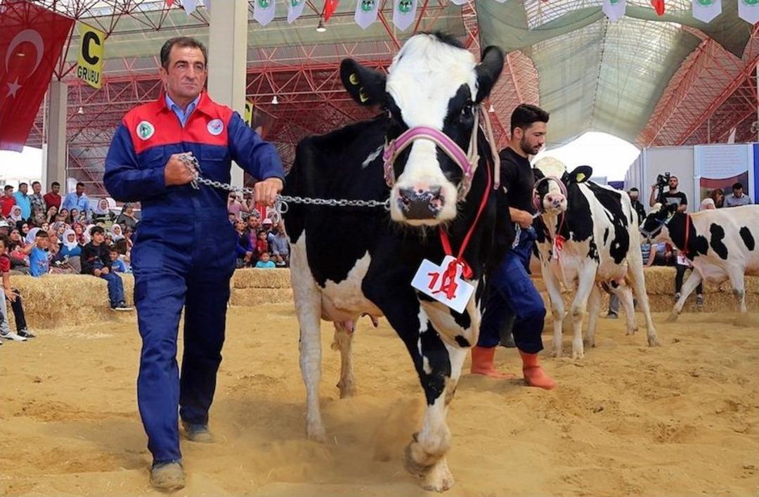Burdur&rsquo;da Damızlık İnek Yarışması