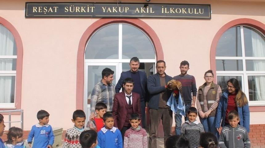 Bozkır Şahin’i Doğaya Bırakıldı