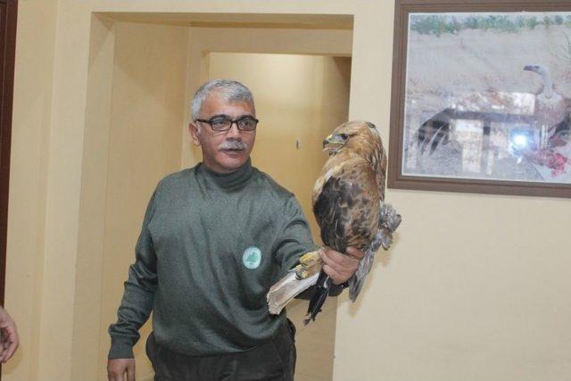 Bozkır Şahin’i Doğaya Bırakıldı