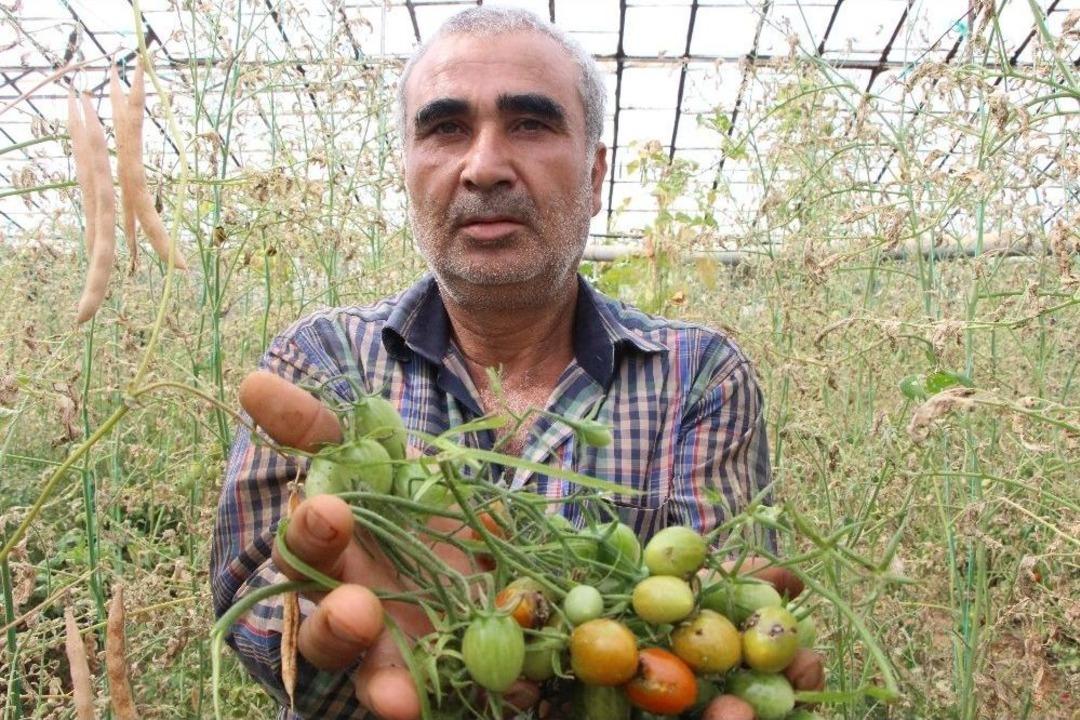 Antalya&rsquo;da Domates Fiyatları Y&uuml;zde 400 Arttı