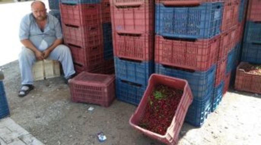 Hisarcık&rsquo;ta Vişne Alımlarına 7 Yıl &Ouml;nceki Fiyatlardan Başlandı