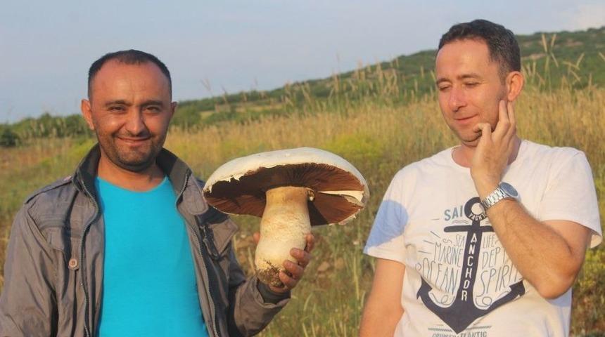 Taş Zannettiği, Dev Mantar &Ccedil;ıktı