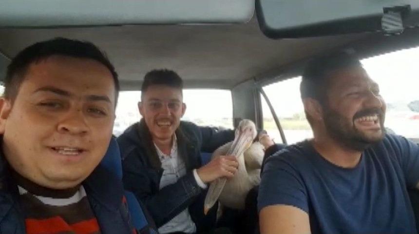 Yaralı Buldukları Pelikanla Otomobilde Yolculuk Ettiler