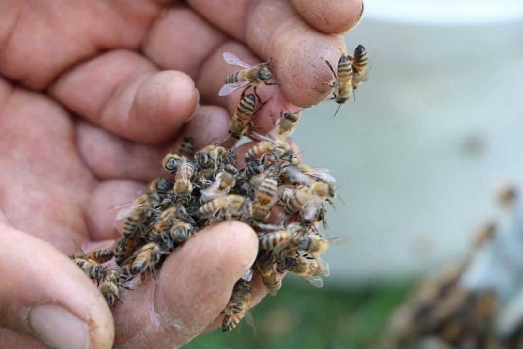 Arılar Bulvarı İstila Etti