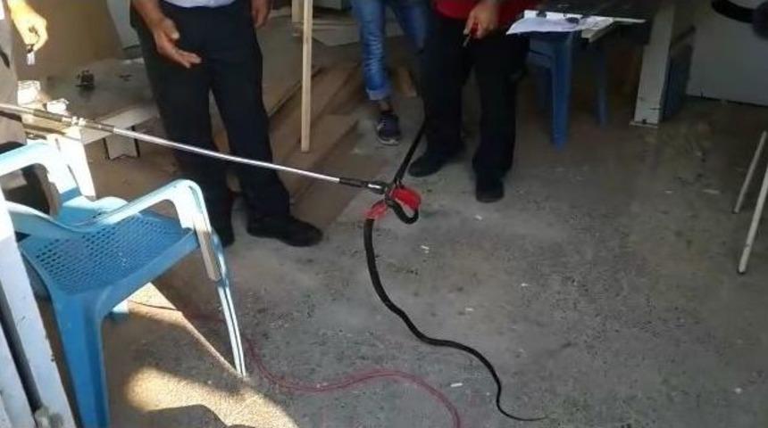 İş Yerinde Yılan Paniği