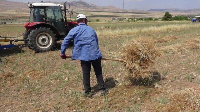 Gercüş’te Saman Fiyatı Yükselince Çiftçiler Kendi Samanlarını Üretmeye Başladı