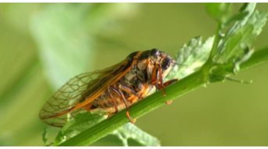 Kayısı &Uuml;reticilerine &lsquo;ağustosb&ouml;ceği&rsquo; Uyarısı