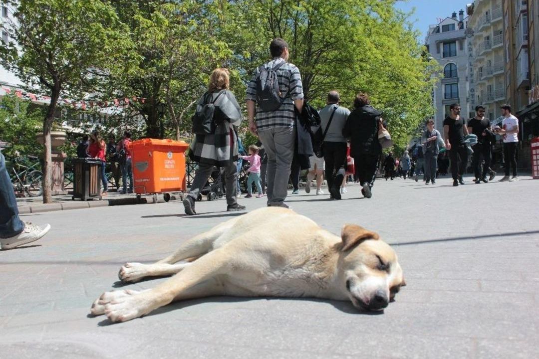 Kırdan Kente Hayvan G&ouml;&ccedil;&uuml; Artıyor