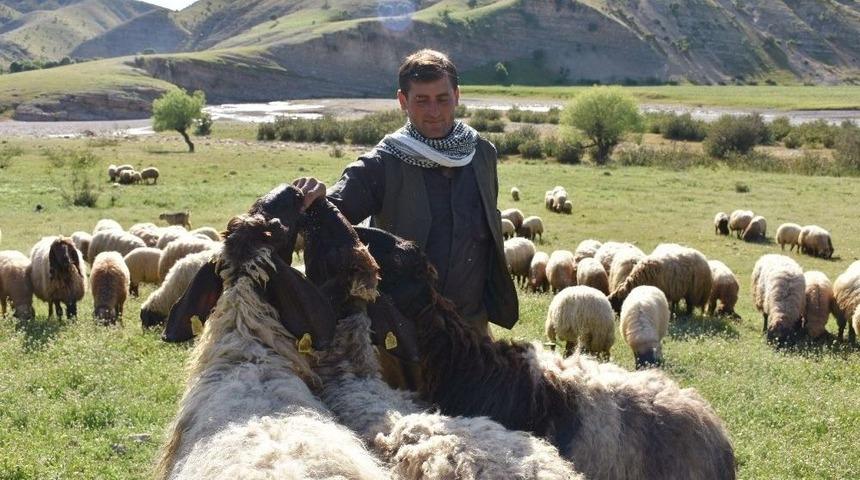Mera Yasakları Kalktı, G&ouml;&ccedil;erler Yollara D&uuml;şt&uuml;