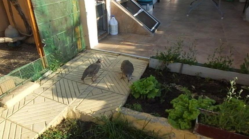 Hastalığına Rağmen 40 Yıllık Kuş Sevgisi Bitmiyor