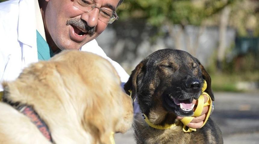 B&uuml;y&uuml;kşehir&rsquo;den Sokak Hayvanlarına Yardım Eli