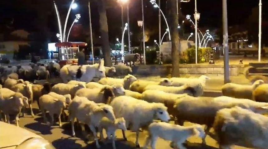 Şehir Merkezinden Koyun Sürüsü Geçti