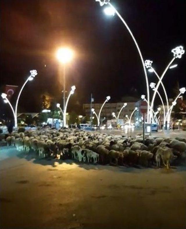 Şehir Merkezinden Koyun Sürüsü Geçti