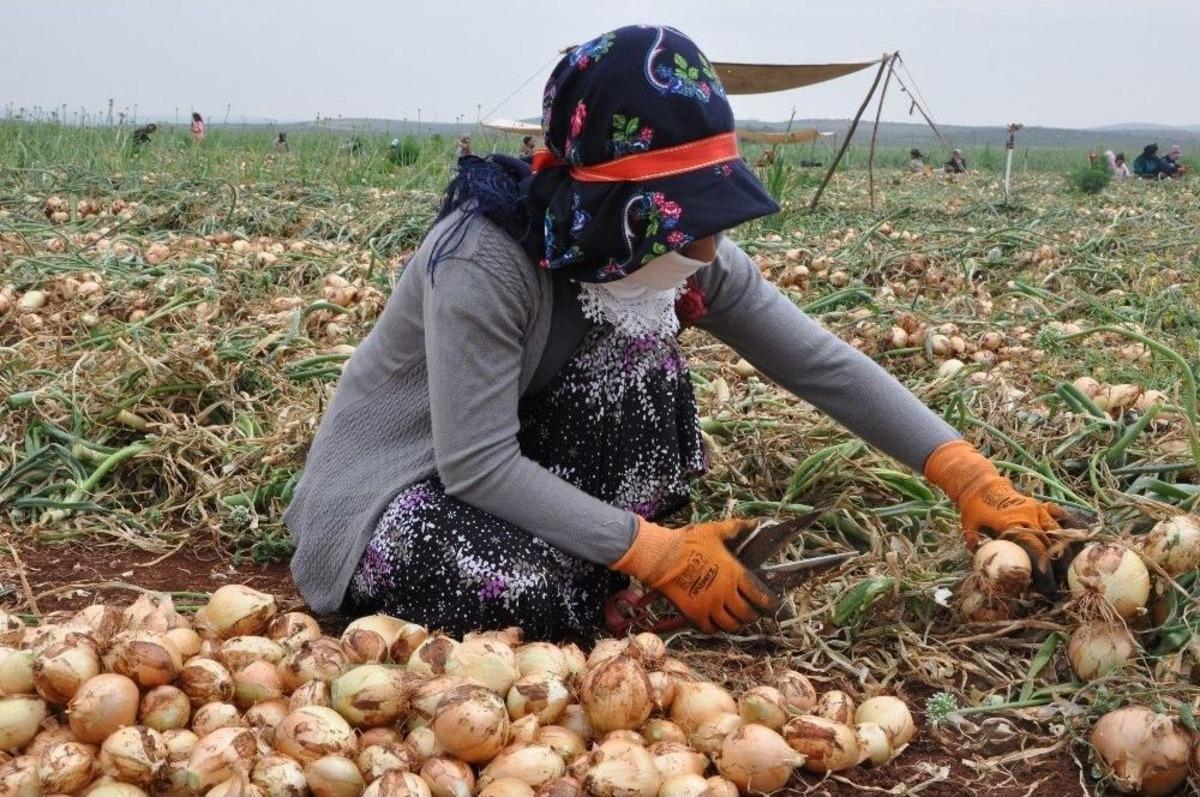 Reyhanlı&rsquo;da Soğan Hasadına Başlandı