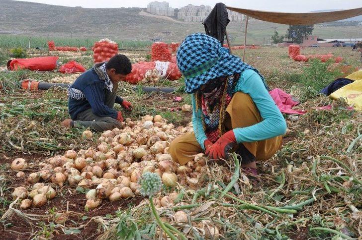 Reyhanlı’da Soğan Hasadına Başlandı G1