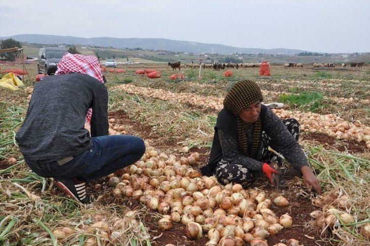 Reyhanlı’da Soğan Hasadına Başlandı G2
