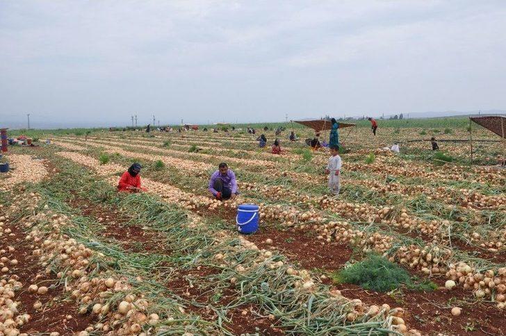 Reyhanlı’da Soğan Hasadına Başlandı G4