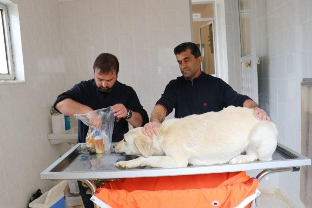 Gazipaşa&rsquo;da Sokak Hayvanları Sağlık Kontrol&uuml;nden Ge&ccedil;irildi