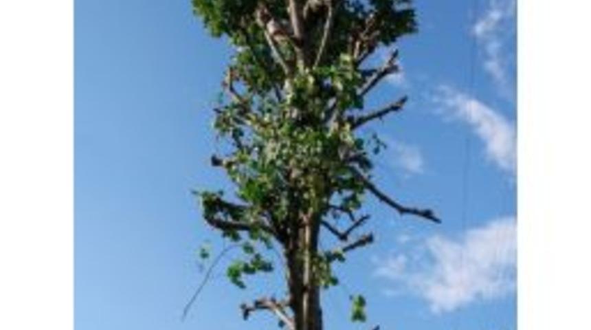 Ihlamur Toplarken Akıma Kapılan Vatandaş Hayatını Kaybetti