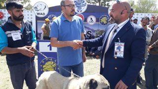 Türk Çoban Köpekleri Irk Standartları Yarışması