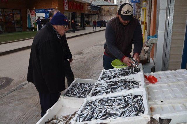 Fatsa’da Yerli Hamsi 10 Tl’ye Düştü