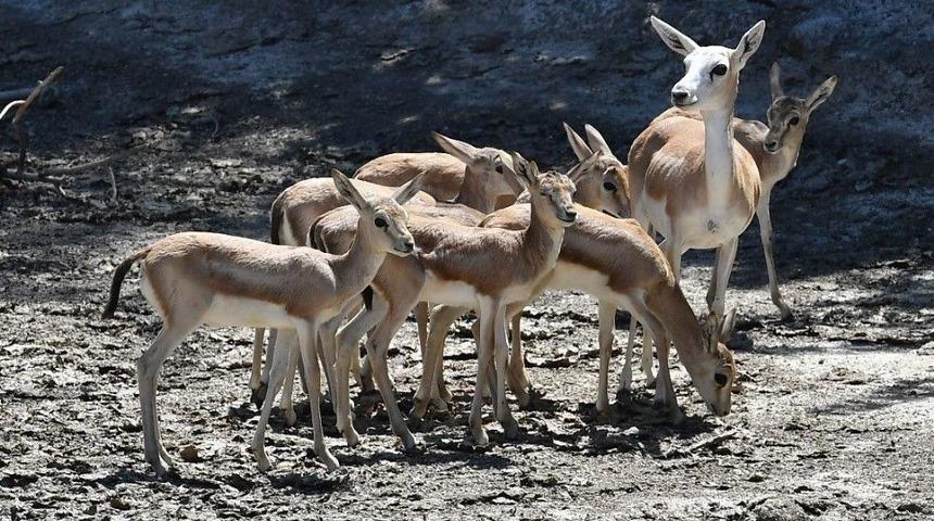 İzmir&rsquo;in Sevimli, Geniş Ailesi