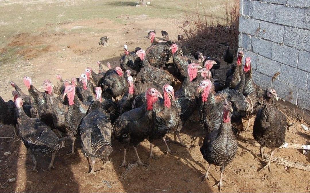 (&ouml;zel Haber) Bitlis&rsquo;in İlk Hindi &Ccedil;iftliği Kuruldu