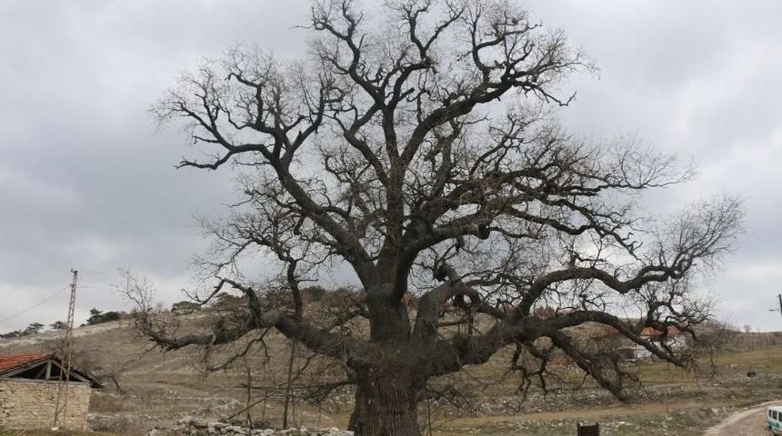 700 Yaşındaki Meşe Ağacı Bu Yıl Da Yeşerecek