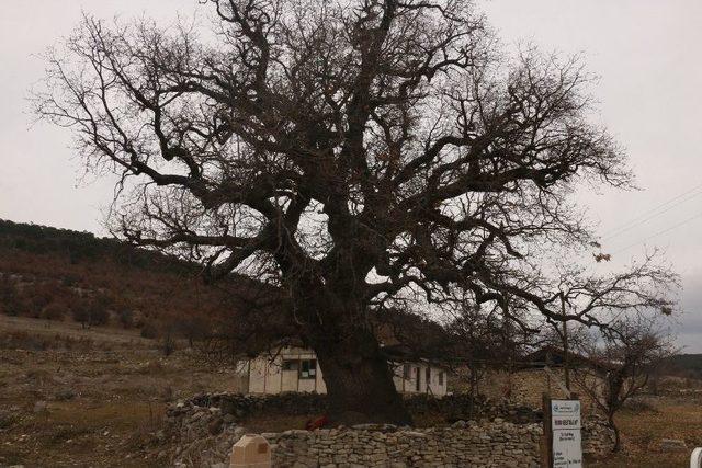 700 Yaşındaki Meşe Ağacı Bu Yıl Da Yeşerecek