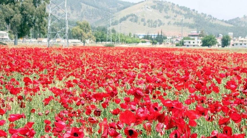 Gelinciklerin G&ouml;rsel Ş&ouml;leni