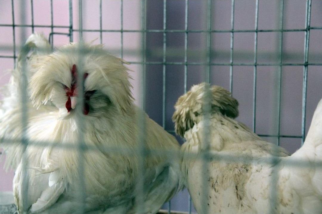 Araba Değerindeki Tavuklar, Meraklılarıyla Buluştu