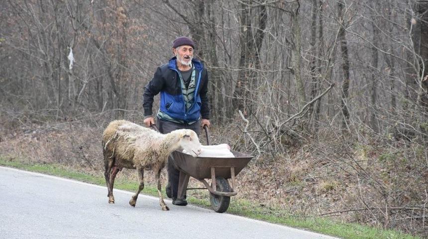 (&ouml;zel Haber) Doğum Yapan Koyun Bir An Olsun İkiz Yavrularının Yanından Ayrılmadı