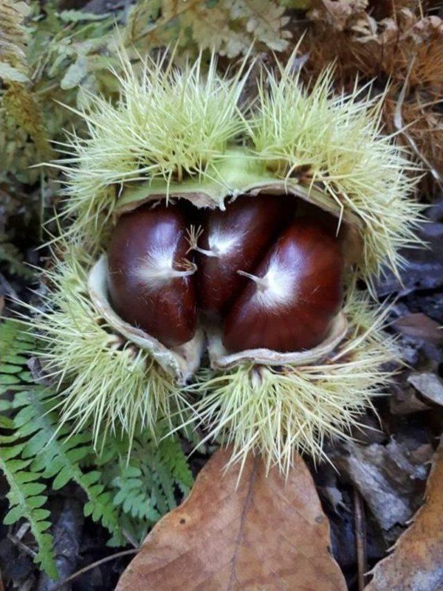 Simav Kestanesine Marka Tescili