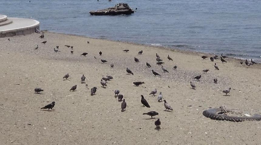 Sahiller Kuşlara Kaldı