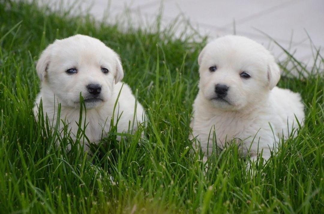 (&ouml;zel Haber) Amerika&rsquo;nın &Uuml;st&uuml;n Irk Se&ccedil;tiği Akbaşlar T&uuml;rkiye&rsquo;de Hak Ettiği Değeri Artık Bulacak