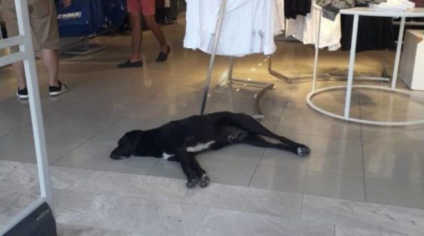 Sokak K&ouml;peğinin Klima Keyfi