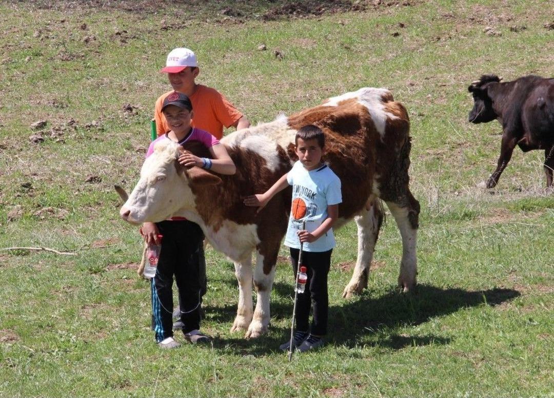 S&uuml;r&uuml;ler K&uuml;&ccedil;&uuml;k &Ccedil;obanlara Emanet