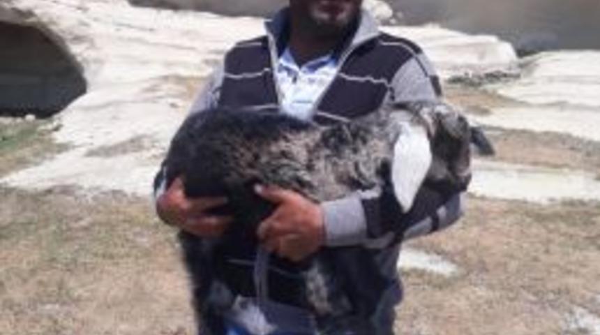 Frig Vadisinde Mahsur Kalan Yavru Ke&ccedil;iyi Afad Ekibi Kurtardı