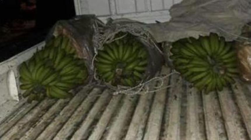 Muz Hırsızları Su&ccedil;&uuml;st&uuml; Yakalandı